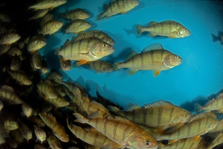 Schweizer Aquakultur