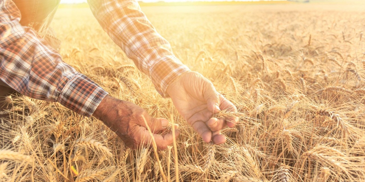 Des mains de paysan effleurent un champ de blé.