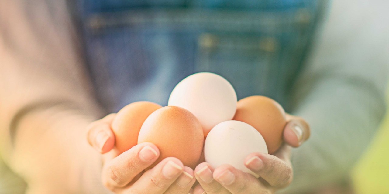 Des mains de femme tendent cinq œufs blancs et bruns au spectateur.