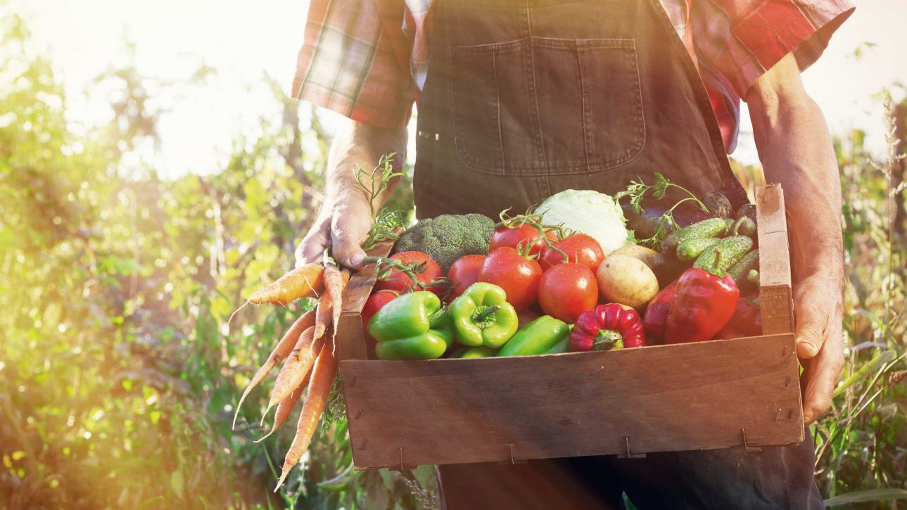 Des mains de paysan tiennent une caisse en bois remplie de légumes.