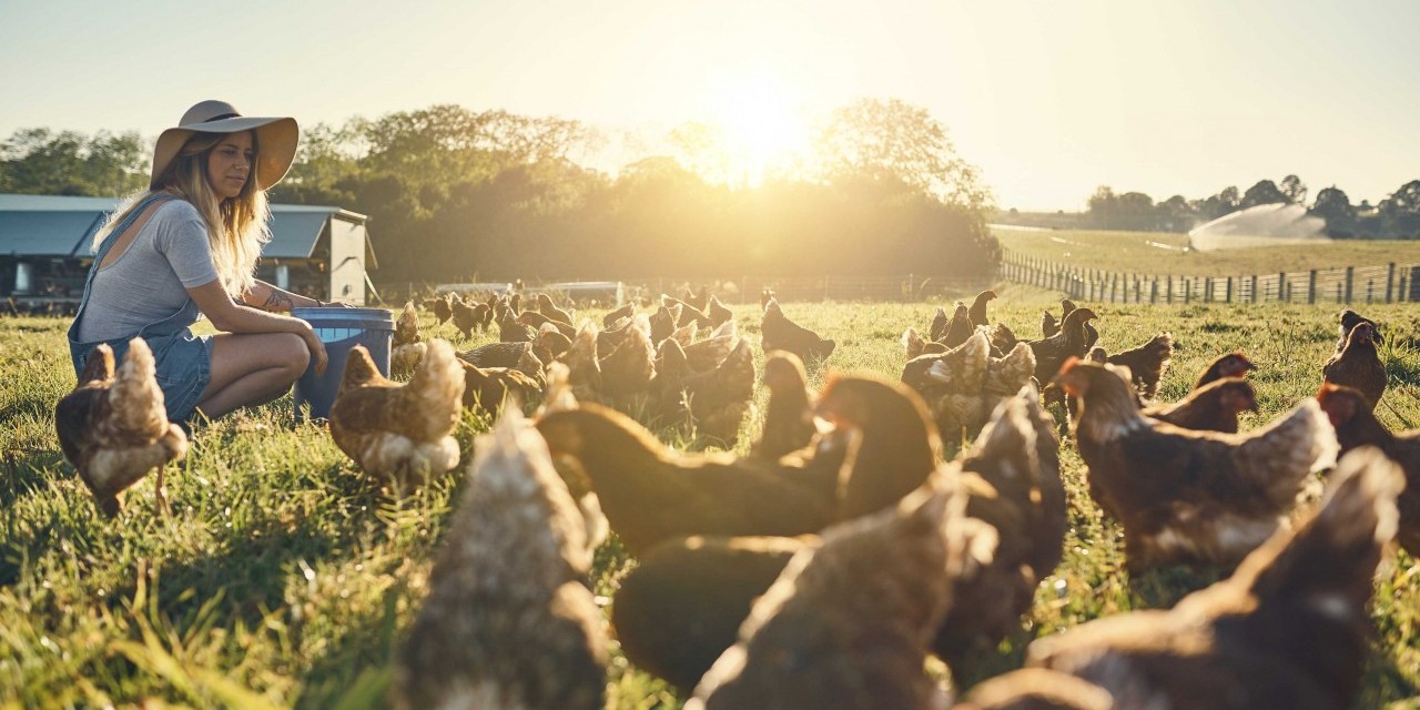 Eine Bäuerin mit Sonnenhut kniet auf einer Wiese mit Hühnern. 
