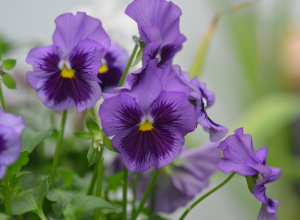 Schweizer Hortikulturen