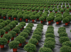 Schweizer Hortikulturen