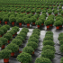 Schweizer Hortikulturen