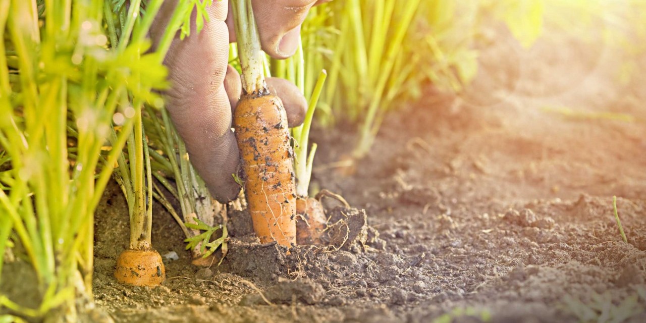 Eine Hand zieht eine Karotte aus der Erde.