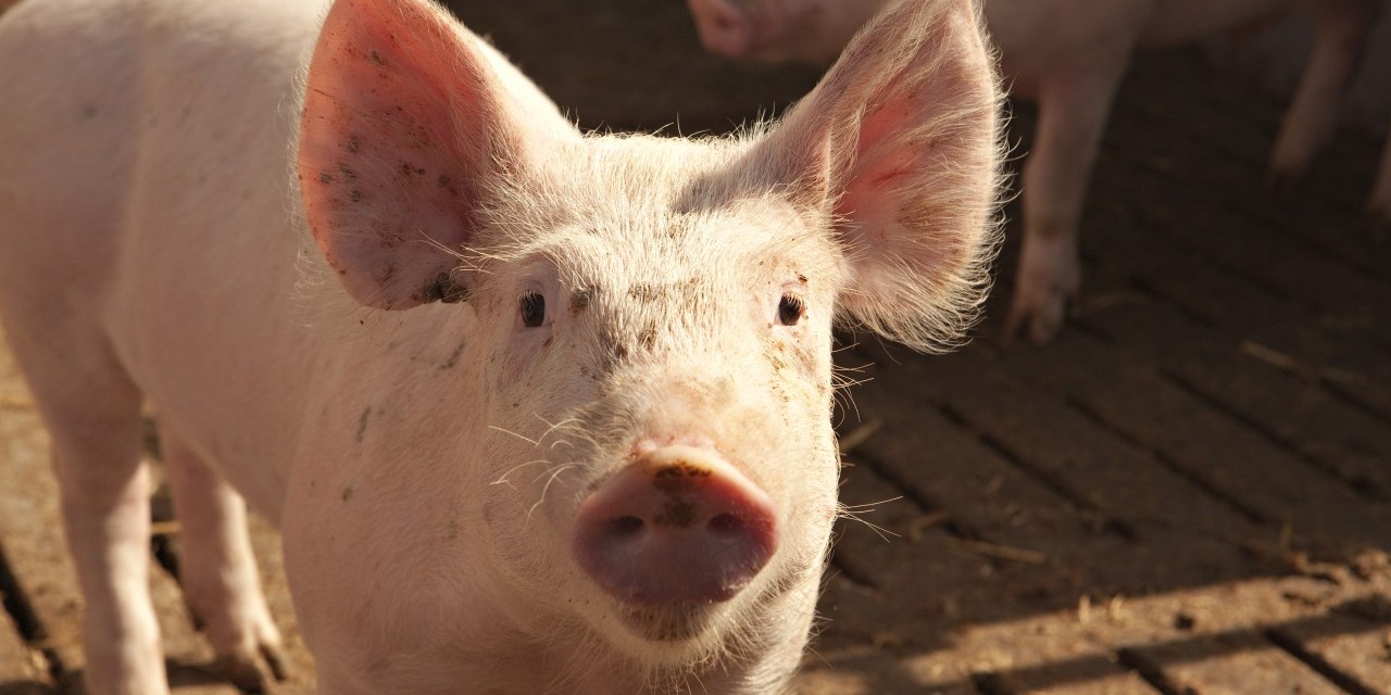 Schweine auf einer Bauernwiese im Sonnenlicht, Symbol für natürliche Tierhaltung.