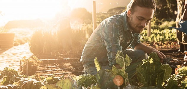 Bauer arbeitet auf dem Gemüseacker im Abendsonnenlicht.