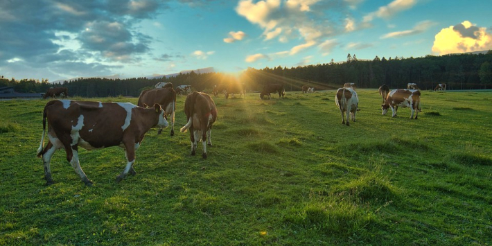 cow